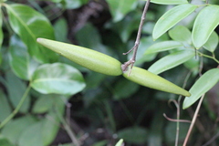 Anodendron affine