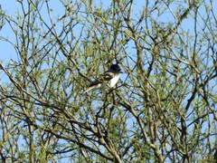 Xenopsaris albinucha