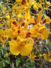 Oncidium cultratum