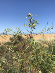 Pimelea microcephala