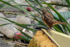 Melospiza melodia