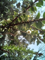 Disterigma acuminatum