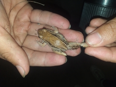 Leptodactylus mystacinus