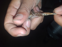 Leptodactylus mystacinus