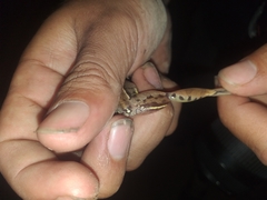 Leptodactylus mystacinus