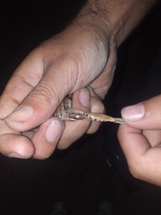 Leptodactylus mystacinus