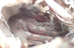 Palystes superciliosus