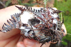 Palystes superciliosus
