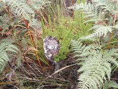 Palystes superciliosus