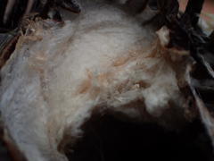 Palystes superciliosus