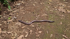 Dermophis mexicanus