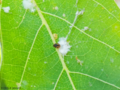 Scymnobius galapagoensis