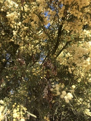 Acacia victoriae