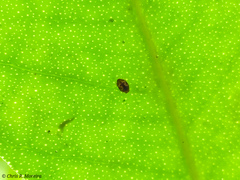 Scymnobius galapagoensis