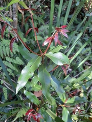 Cinnamomum oliveri