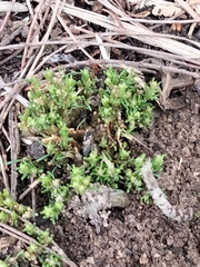 Crassula decumbens