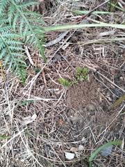 Crassula decumbens