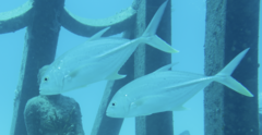 Caranx papuensis