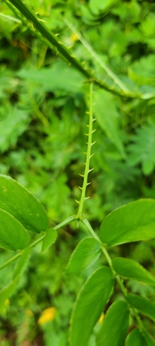 Image of Mimosa casta by (c) ritirene, some rights reserved (CC BY)