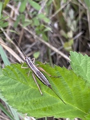 Conocephalus saltans
