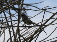 Serpophaga subcristata