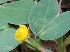 Chamaecrista rotundifolia