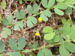 Chamaecrista rotundifolia