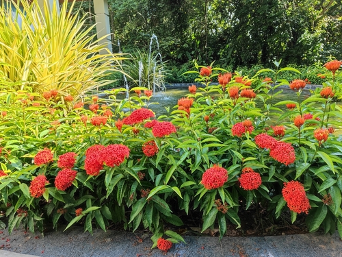 Ixora casei
