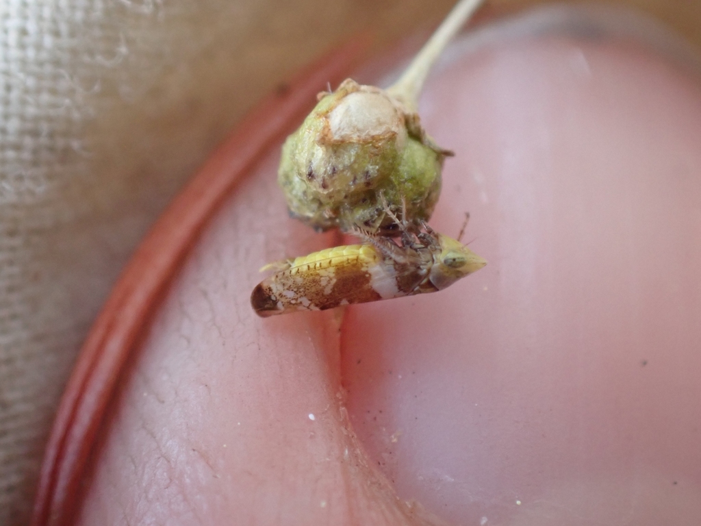 Twiningia fasciata
