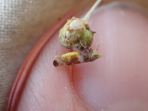 Twiningia fasciata