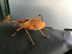 Paracyrtophyllus robustus