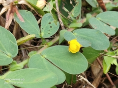 Chamaecrista rotundifolia