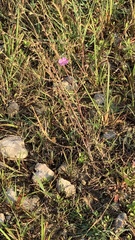 Phemeranthus parviflorus