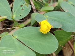 Chamaecrista rotundifolia