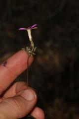 Oxalis engleriana