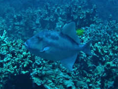 Finescale Triggerfish photo 2