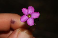 Oxalis engleriana