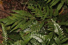 Lastreopsis marginans