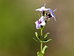 Mentha diemenica