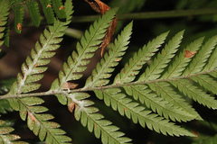 Lastreopsis marginans