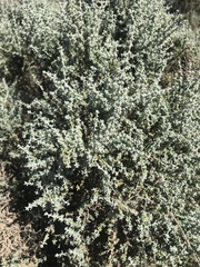 Maireana pyramidata