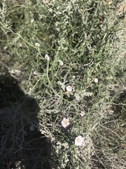Convolvulus remotus