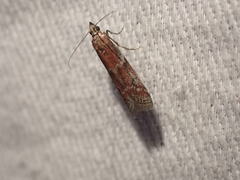 Ephestiodes erythrella