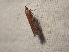 Ephestiodes erythrella