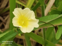 Magnoliopsida