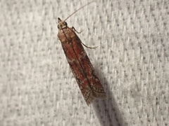 Ephestiodes erythrella