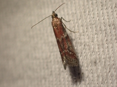 Ephestiodes erythrella