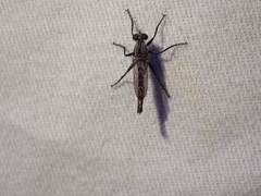 Rhadiurgus variabilis
