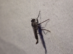 Rhadiurgus variabilis