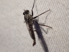 Rhadiurgus variabilis